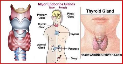 There are several types of thyroid cancers with the. Top 13 Signs That You May Have a Thyroid Disorder