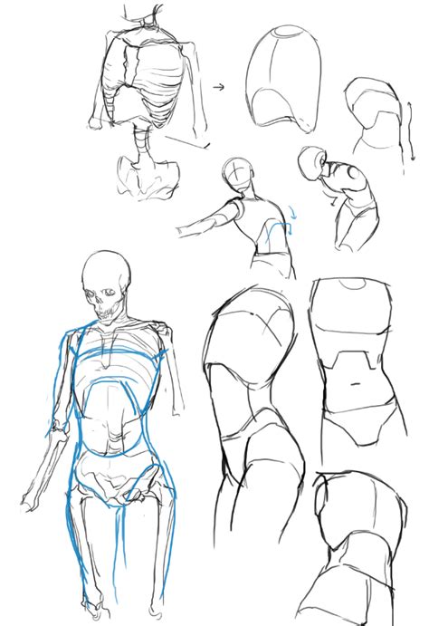 There are three video tutorials in this post, you can choose them from the labelled buttons below the video. Anatomy torso body | Drawing people in 2019 | Anatomy ...