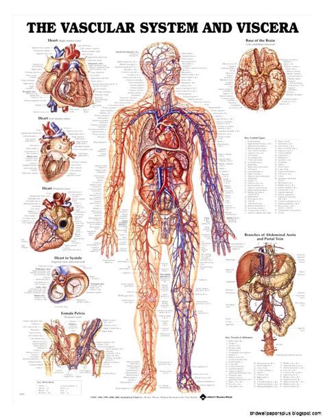 This diagram depicts male human body organs diagram. August 2015 | HD Wallpapers Plus