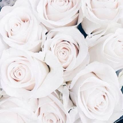 See more ideas about beautiful roses, beautiful flowers, aesthetic roses. Aesthetic White Rose Wallpaper Tumblr - The Studio Apartments