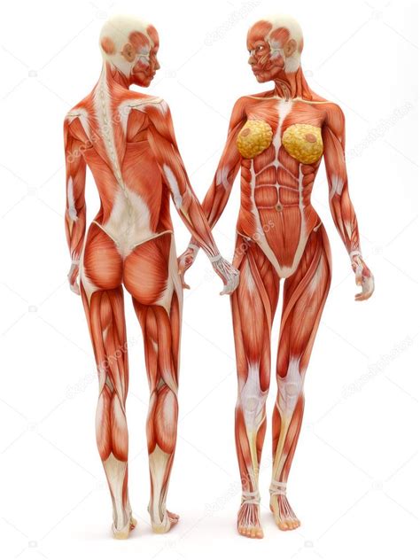 We did not find results for: Female musculoskeletal system — Stock Photo © digitalstorm ...