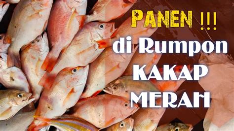 Red, 3rd, redo, reds, fish, ready, trendy, redeal, crabmeat, redheads, reddened. NGOMSET!!! Mancing Ikan Kakap Merah di Rumpon | Pulau ...