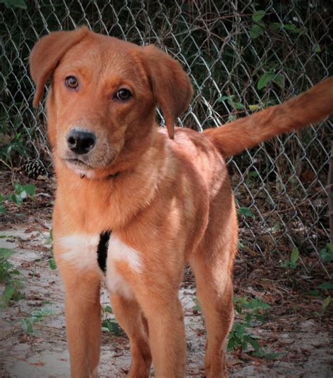 If they are being bathed by a professional, he or she should not bathe more than twice per day. Golden Retriever Puppies Nj Adoption - Bmoshow Blog