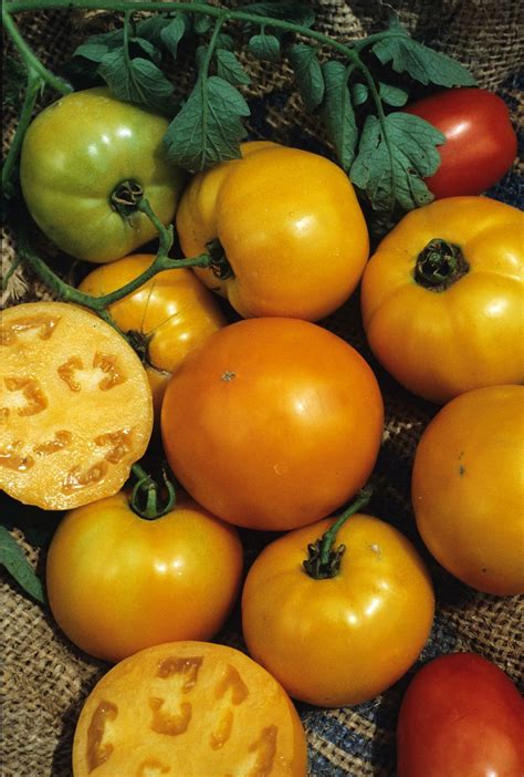 The determinate heirloom tomatoes are used for canning and sauces. Heirloom tomatoes | Heirloom tomato seeds