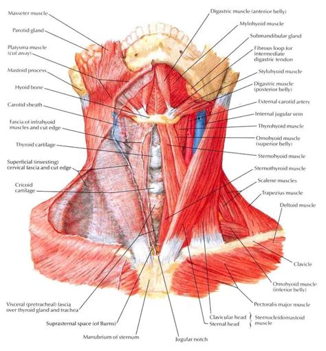 I sculpted a woman and her muscular anatomy for some practice. Groin Muscles Diagram - koibana.info | Cabeça e pescoço ...