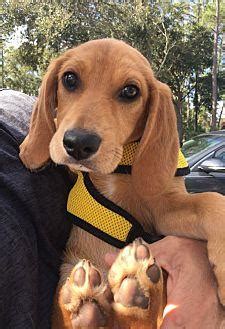 Lucy Golden Retriever Puppy Female for Sale in Titusville ...