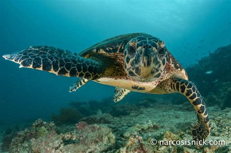 Koh lanta, is part of the mu koh lanta marine national park and is actually a series of stunning thai islands characterised by white sandy beaches, spectacular scenery, dense forests and coral reefs. A Little visit to Koh Lanta Divers