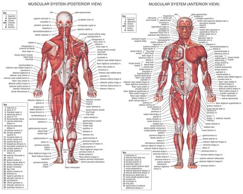 They consist mainly of quadriceps (quads), glutes (gluteus maximus muscle), hamstrings and calves. THE HUMAN BODY MUSCLES