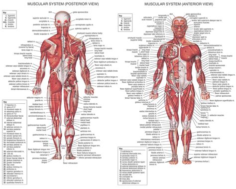 In the muscular system, muscle tissue is categorized into three distinct types: THE HUMAN BODY MUSCLES