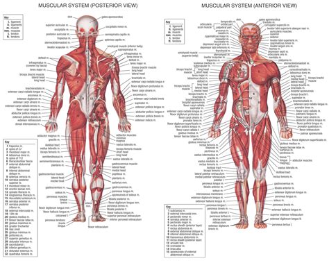 One example of this is the quadriceps, a group of four muscles located on the anterior (front) thigh. THE HUMAN BODY MUSCLES