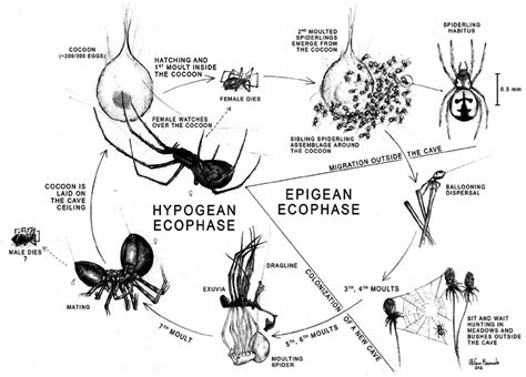 Camel spiders became an internet sensation during the iraq war of 2003, when rumors of their bloodthirsty nature began to circulate online. The life cycle of Meta menardi and M. bourneti ...