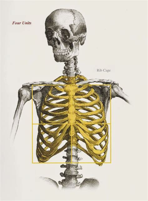 See more ideas about anatomy, anatomy study, rib cage anatomy. On Proportion and using the Cranial Index | Human figure ...