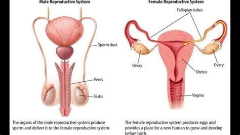 The human female reproductive system is a series of organs primarily located inside the body and around the pelvic region of a female that contribute towards the reproductive process. 20 Most Essential Dog Information for New Dog Owner