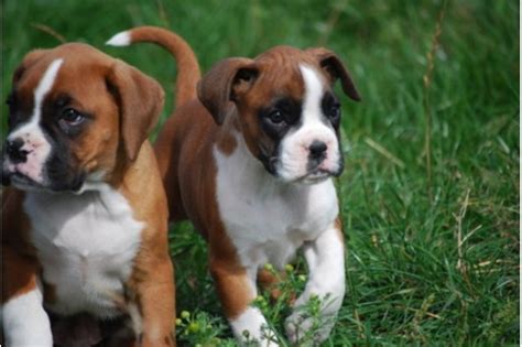 Border collie welpen suchen ein liebevolles zuhause. ausgefallen schöne Boxer-Welpen - Boxer