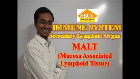 Malt inductive sites are secondary immune tissues where antigen sampling occurs and immune responses are initiated. MALT; Mucosa Associated Lymphoid Tissue; secondary ...