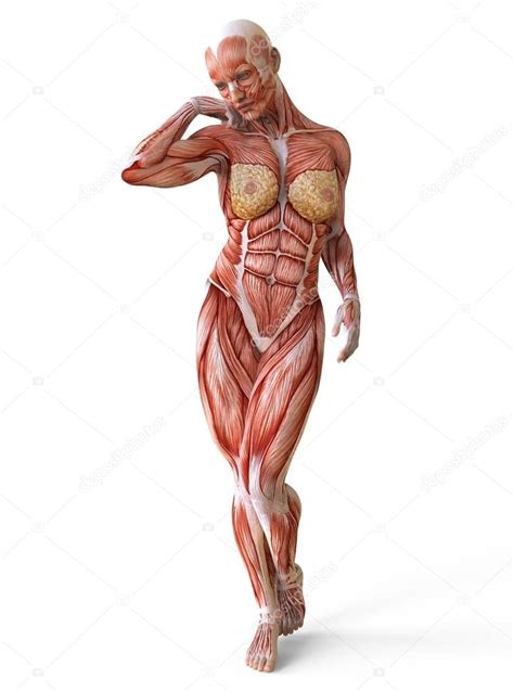 Zygote body is a free online 3d anatomy atlas. Female anatomy and muscles, body without skin isolated on ...