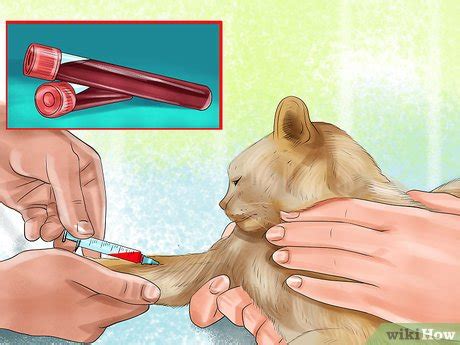 Intestinal or alimentary feline lymphoma is the most common lsa and symptoms are similar to other intestinal diseases say vca hospitals. How to Diagnose Feline Intestinal Lymphoma: 9 Steps