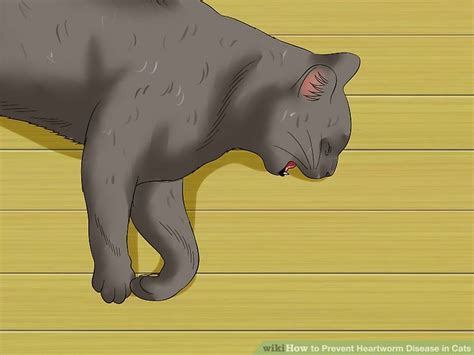 It's a specific parasite that only affects dogs and cats and ferrets. 3 Ways to Prevent Heartworm Disease in Cats - wikiHow