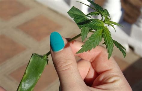 In this video i will be growing tomato plants from cuttings, but these same techniques can be used for roses, cannabis and plants of all kinds! Ultimate Guide To Homemade Rooting Hormones ...