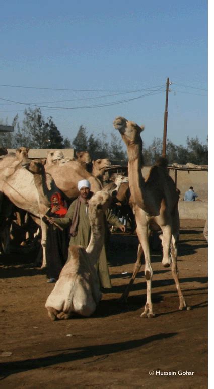 The trek will start with the erg chebbi dunes: The Camel Market - Society for the Protection of Animal ...