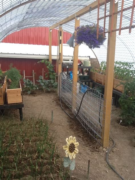 This is especially useful in the vegetable garden. Inside my deer & rabbit proof garden. Created a greenhouse ...