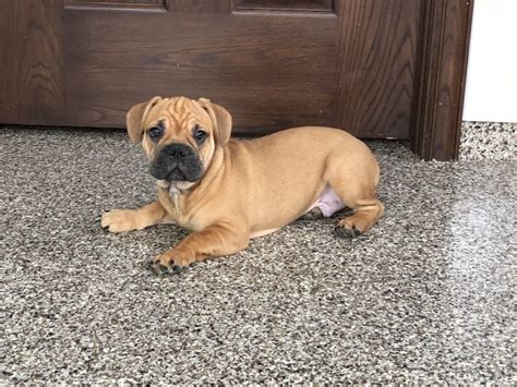 Browse photos and descriptions of 1000 of indiana french bulldog puppies of many breeds available right now! French Bulldog Puppies For Sale in Indiana & Chicago ...