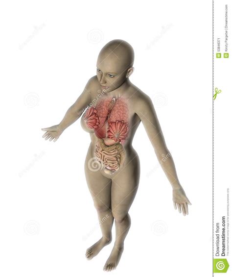 The internal organs are brain, lungs, heart, liver, stomach, small intestine, large intestine, bladder and kidneys. 3D Female Figure With Internal Organs Exposed Stock ...