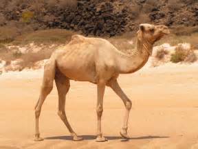 The wild bactrian camel resembles the familiar domesticated dromedary camel (camelus behavior and life cycle. Camel | animalstodraw