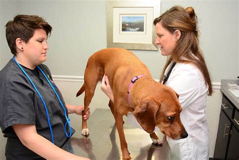 Central animal hospital memphis, hrabstwo. Memphis Vet - Pet Wellness Veterinarian