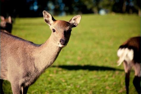 Forestia Parc animalier - à Theux - Parcs-animaliers - Ardenne Belgique