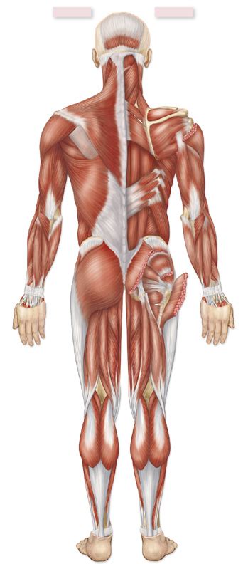 Muscle and anatomy are two words that are often heard when you are studying science. Muscle Diagram Unlabeled ~ DIAGRAM