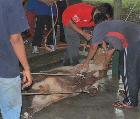 Saya niat salat di atas mayit perempuan ini empat kali takbir fardhu kifayah menjadi makmum karena allah ta'ala. Program Korban UiTM Perlis - 1: Mula Sebelum Subuh