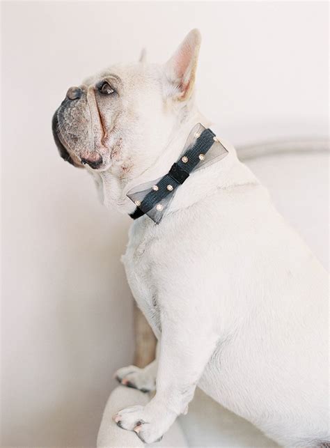 Brooklyn residents have 13 providers to choose from while business owners have 26 available to them. Dog Collars from Hushed Commotion — Welcome, to Hushed ...