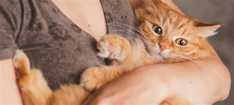 For pets suffering from cat separation anxiety, creating a more diverting environment can help to keep your pet mentally stimulated (and distracted. Separation Anxiety in Dogs and Cats | Prudent Pet Insurance