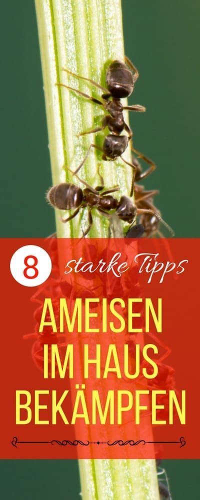 Ameisen wirkungsvoll bekämpfen mit dfnt. Ameisen im Haus bekämpfen, so geht es richtig | Ameisen im ...