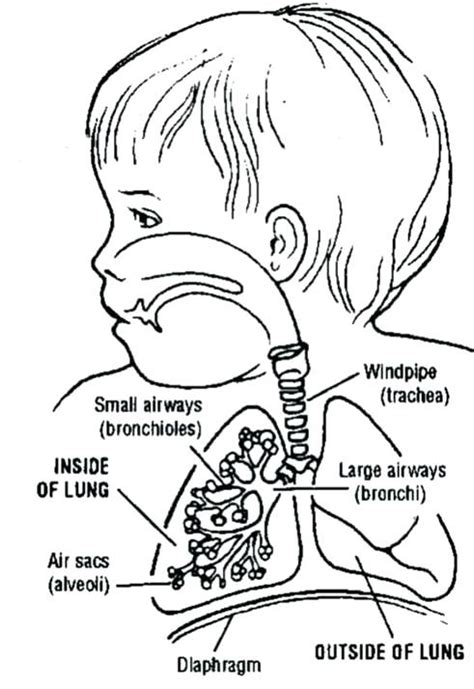 This color chart can be printed from your web browser or the adobe acrobat pdf reader and is provided free. Respiratory System Coloring Page at GetColorings.com ...