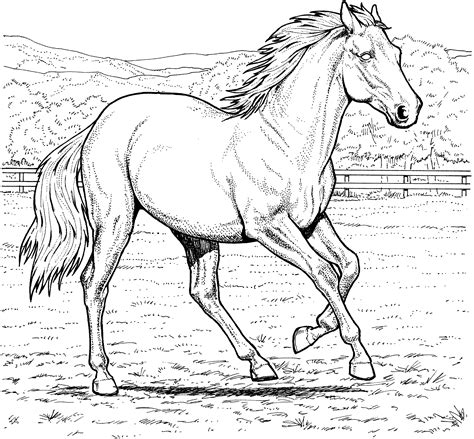 This beautiful horse in this coloring sheet is andalusian horse. Free Horse Coloring Pages | Horse coloring pages, Horse ...