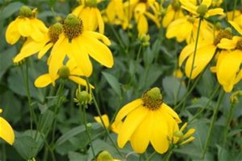 During years without oppressive drought conditions, there has been a rebloom period that extends the bloom time through. Rudbeckia nitida 'Herbstsonne' Shining Coneflower from ...