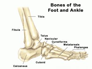 The temporal bone is one of the thickest bones in the skull. Complete Guide For Ankle Anatomy - Complete Care