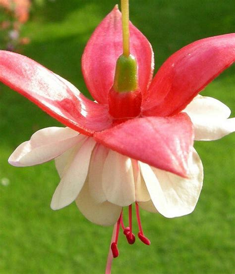 Try it now by clicking fuchsia flower seeds and let us have the chance to serve your needs. MPRO-TECH Mixed Colour Fuchsia Flower Seeds: Buy MPRO-TECH ...