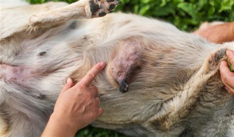 The untreated dog lived a significantly shorter time while the treated dog lived significantly longer. How to Care for a Dog with Breast Cancer (Mammary Gland ...