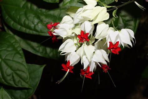 Through her photos, i am able to see the way she appreciates the beauty of the world. White Flowers with Red Tips | Day 80 of Project 365 Took ...