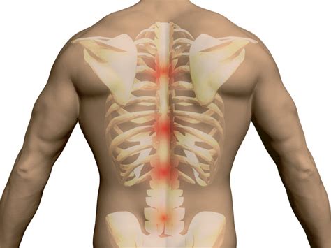 It is large, flat and triangular in shape originating from large parts of the lumbar region and lower thorax to insert on the humerus through a narrow tendon. Lower Back Muscles Names : 8 Muscles Of The Spine And Rib Cage Musculoskeletal Key : Lower ...