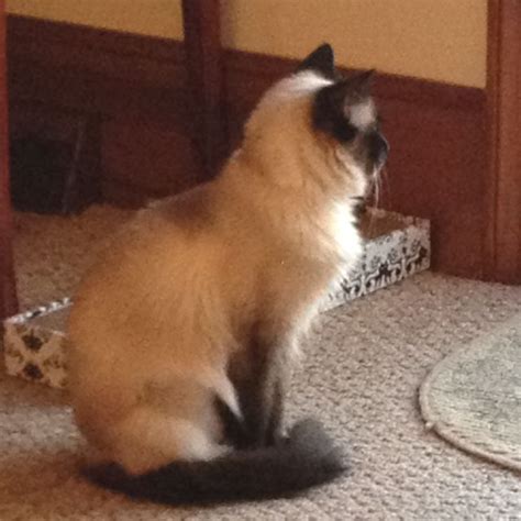 Learn everything about balinese cat, including health and care information. Koko our new Balinese rescue cat! Gorgeous cost, slightly ...