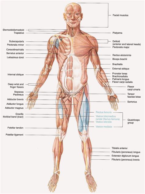 The large muscle of the posterior part of the lower leg. muscular system definition - ModernHeal.com