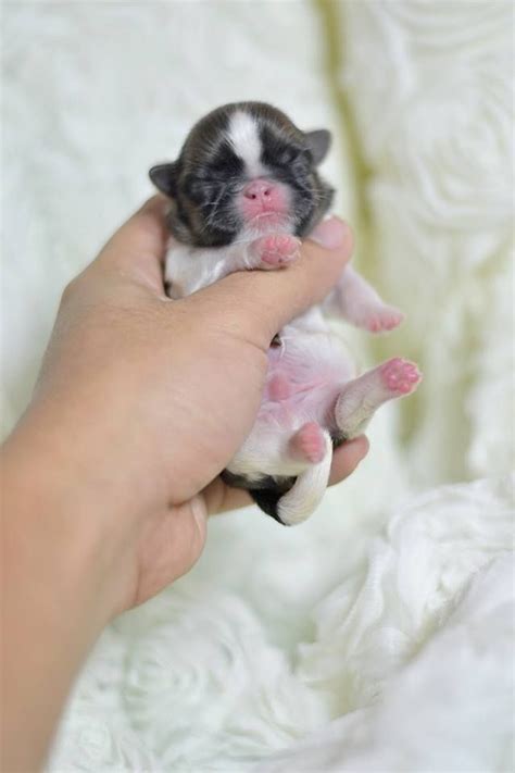 While a dog harness and a dog collar each have their uses, there are significant differences that you need to know when it come to the safety of your shih tzu. Cute Newborn Imperial Shih Tzu Puppy #shihtzu | Shih tzu ...