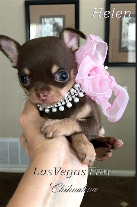 Buy and adopt healthy teacup puppies online such as, maltese, pomeranian, poodle, yorkie, pekingese, shih tzu and chihuahua, cavalier king charles spaniel, maltipoo. #chihuahuapuppies # lasvegas#cutepuppy #teacup # chihuahua ...