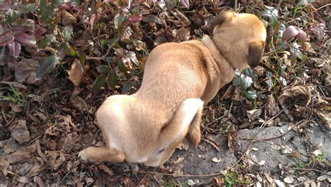 Wenn dir die beiträge zum thema „alter hund nicht mehr stubenrein in der kategorie „erziehung / verhalten gefallen haben, du noch fragen hast oder ergänzungen machen möchtest, mach doch einfach bei uns mit und melde dich kostenlos und unverbindlich an: Hund pinkelt in die Wohnung - so Hund stubenrein kriegen!