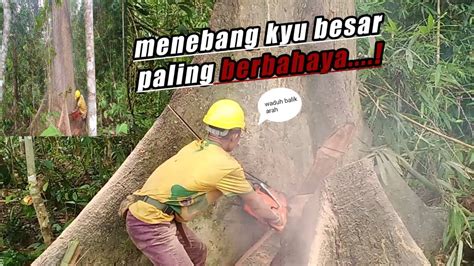 Balok kayu dari sebuah rumah terjemahan dari balok kayu di bahasa inggris. menebang kayu balak besar yang sangat berbahaya - YouTube