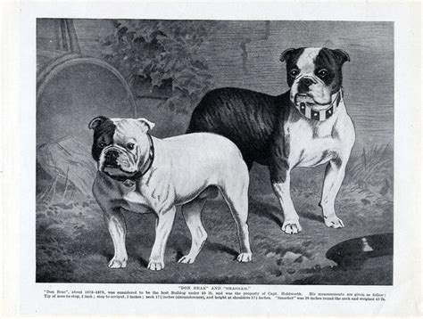 The olde english bulldogge is an american dog breed, recognized by the united kennel club (ukc) in january 2014. History of the Bulldog - HOOSIER BULLDOG RESCUE
